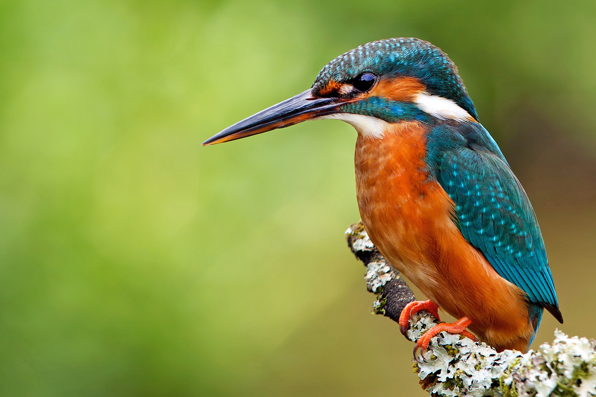 Download Bird Animal Kingfisher HD Wallpaper Download Bird Animal Kingfisher HD Wallpaper