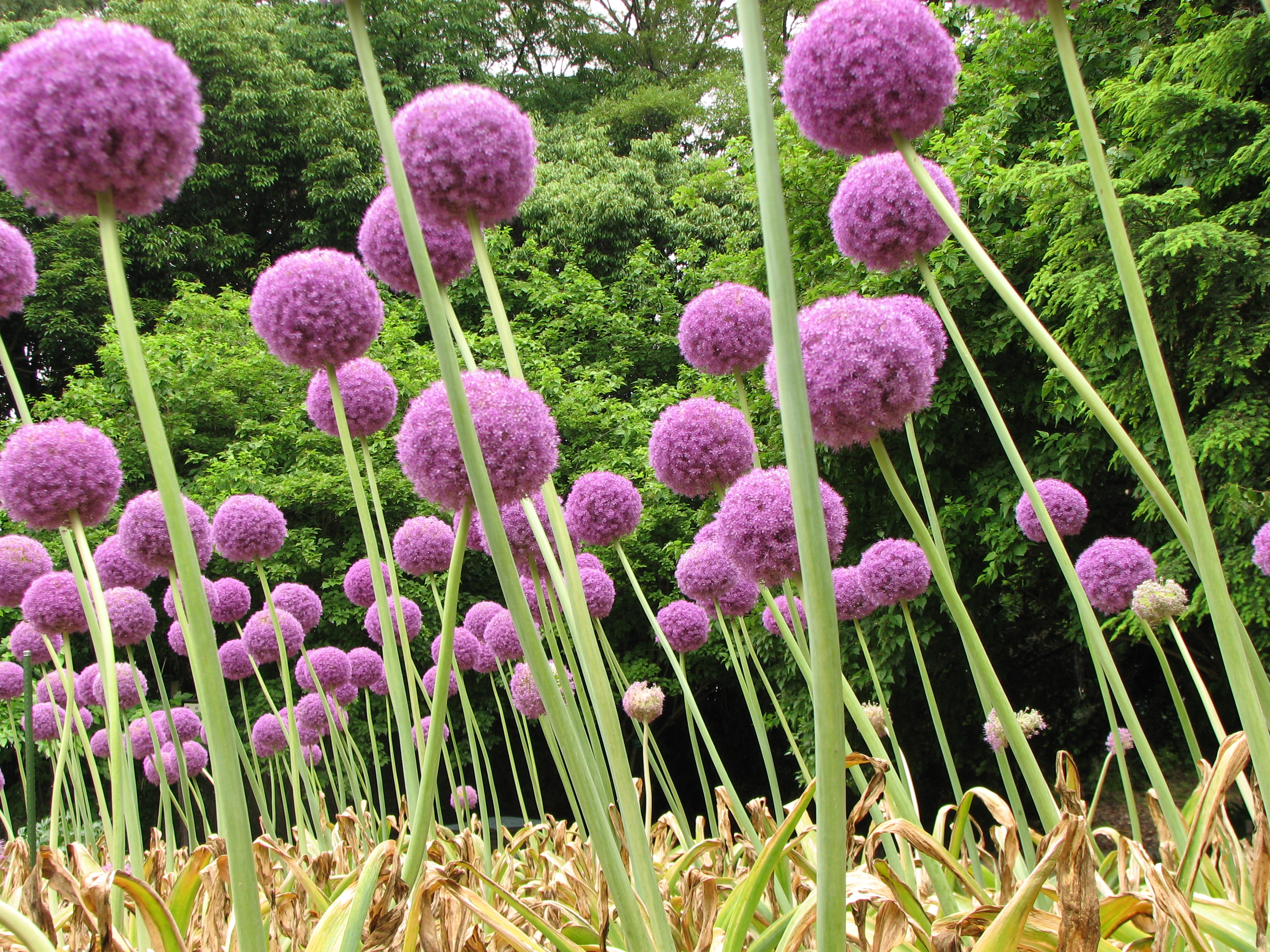 Allium Flowers Wallpaper | Happywall