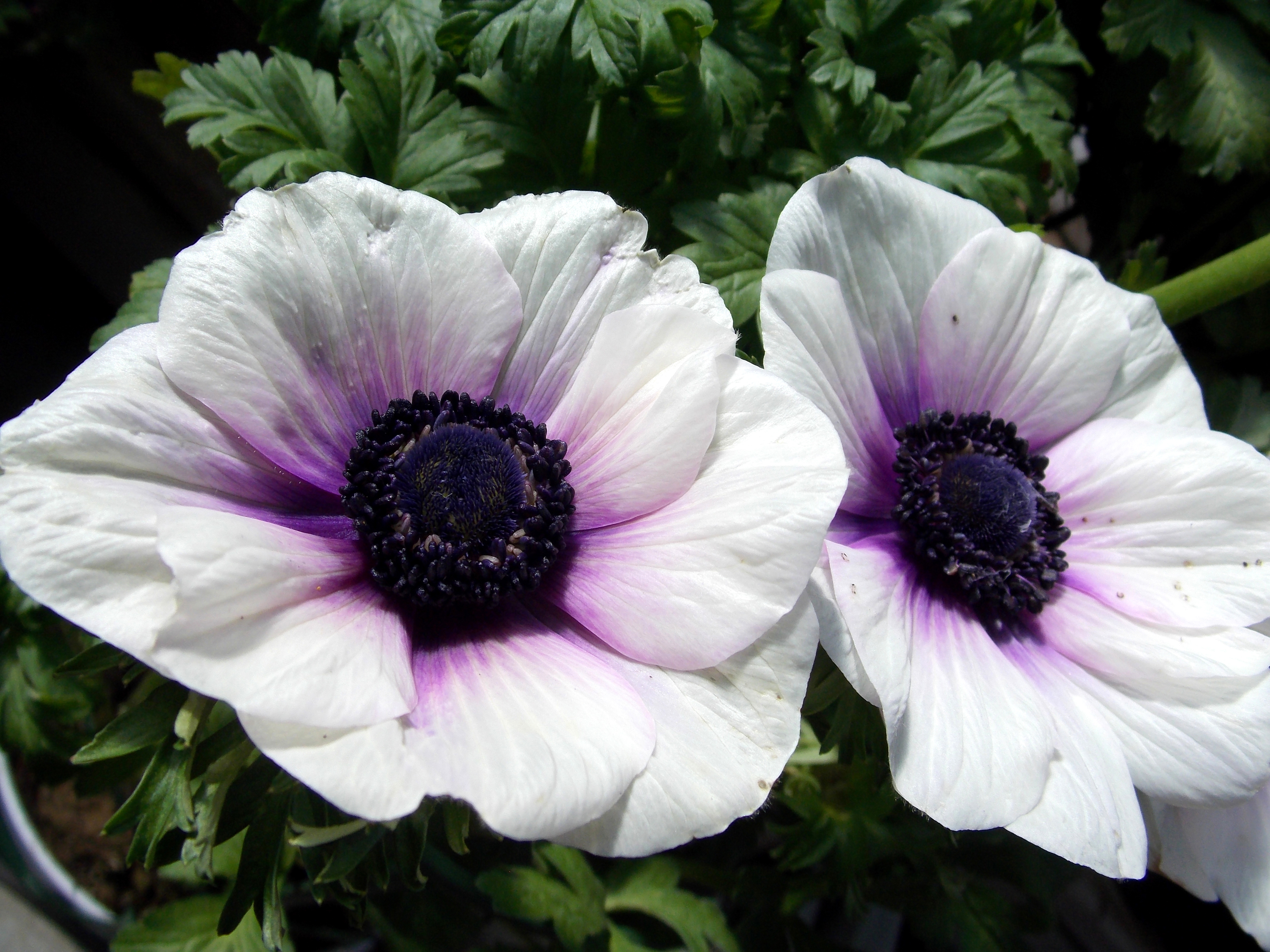 Nature Anemone HD Wallpaper | Background Image