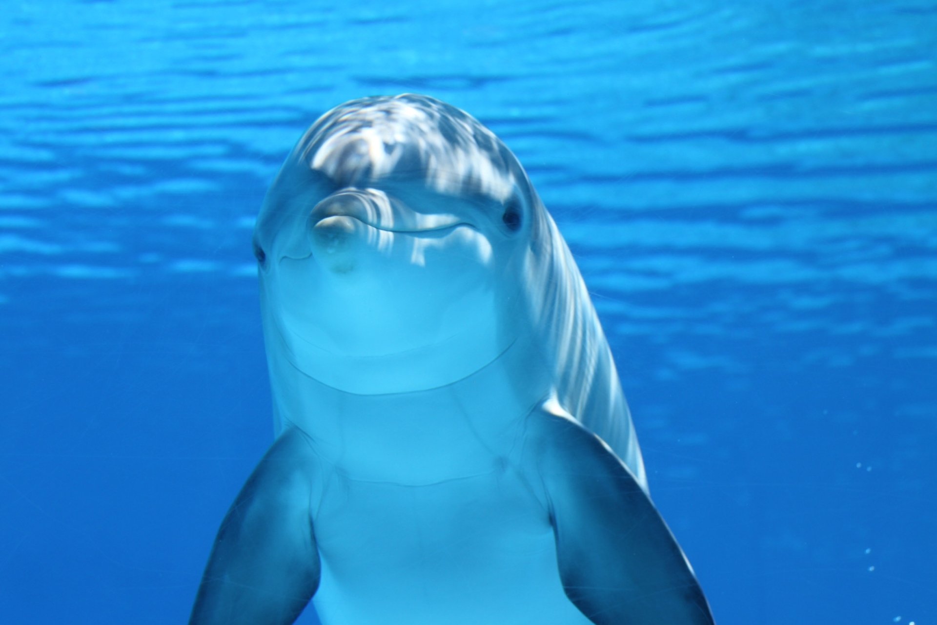 HD desktop wallpaper of a blue underwater dolphin, showcasing the mammal in clear ocean water with natural light reflections.