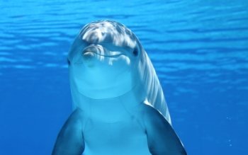 Preview Dolphins