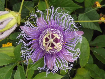 passiflora purple flower close-up flower nature passion flower HD Desktop Wallpaper | Background Image