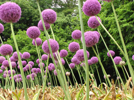 close-up pink flower nature flower allium HD Desktop Wallpaper | Background Image