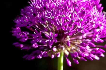 macro pink flower nature flower allium HD Desktop Wallpaper | Background Image