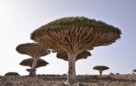 HD desktop wallpaper featuring striking Dracaena trees growing in a rocky desert landscape under a pale sky.