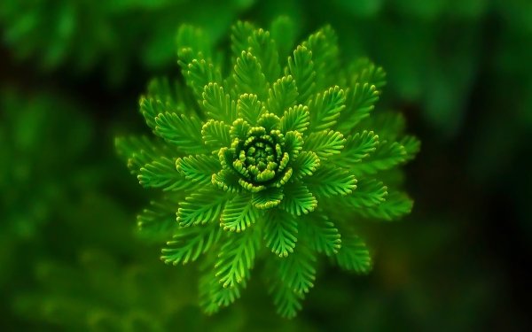Nature Plant Macro Green HD Wallpaper | Background Image