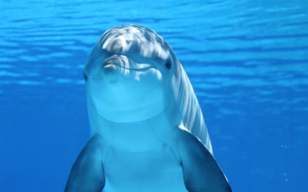 Animal Dolphin Mammal Underwater Blue HD Wallpaper | Background Image