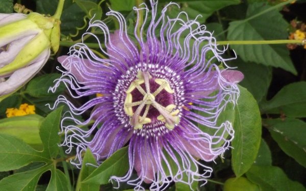 Earth Passion Flower Flowers Flower Close-Up Purple Flower Passiflora HD Wallpaper | Background Image