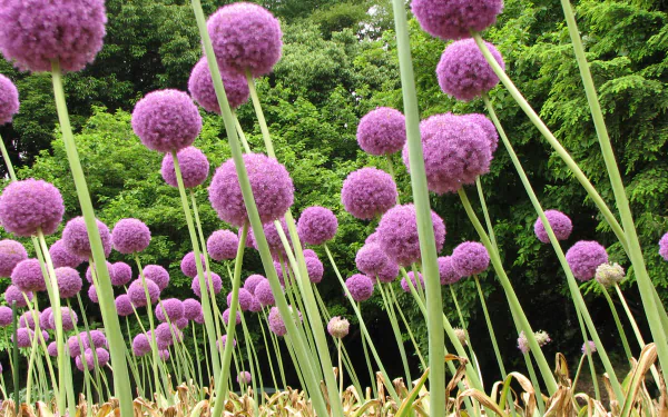 Close-up of pink allium spheres above green foliage in a lush setting — 2K Quad HD PC desktop wallpaper and background