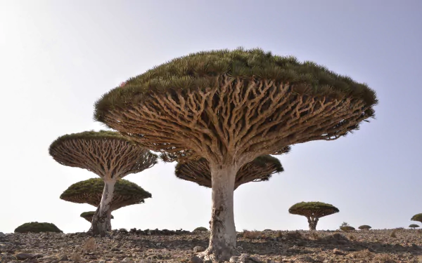 HD desktop wallpaper featuring striking Dracaena trees growing in a rocky desert landscape under a pale sky.