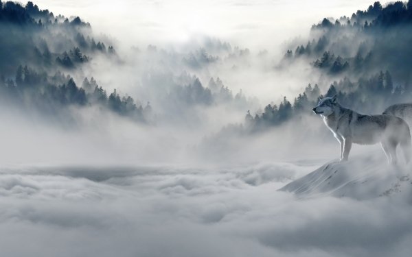 Animal Wolf Forest Fog Cloud Mountain HD Wallpaper | Background Image