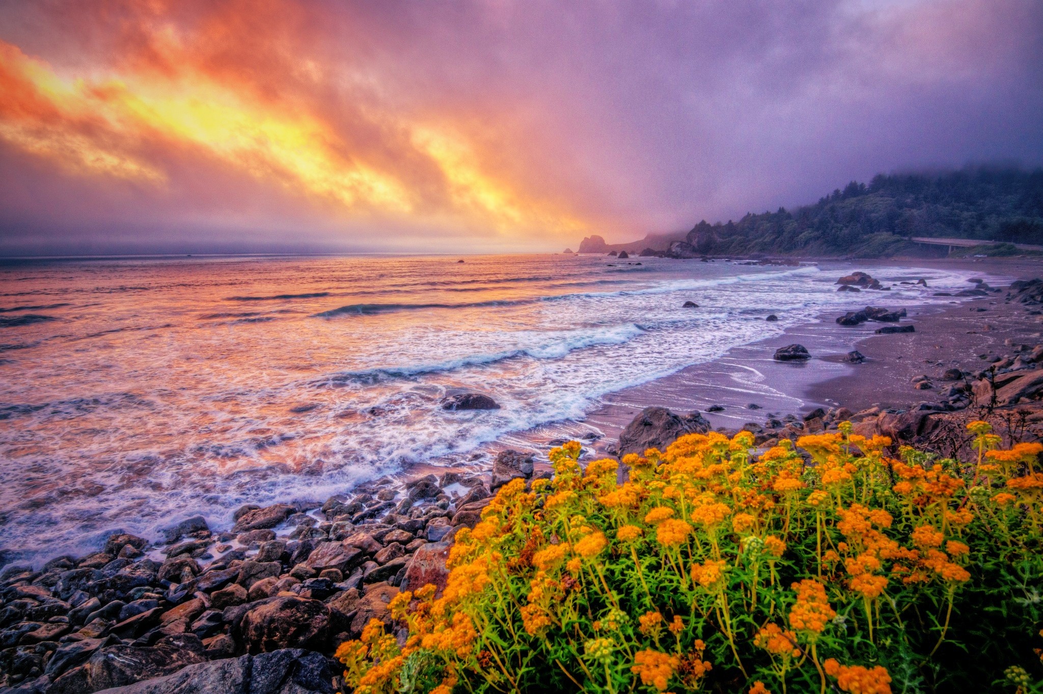 Flowers on the Coast HD Wallpaper | Background Image | 2048x1364