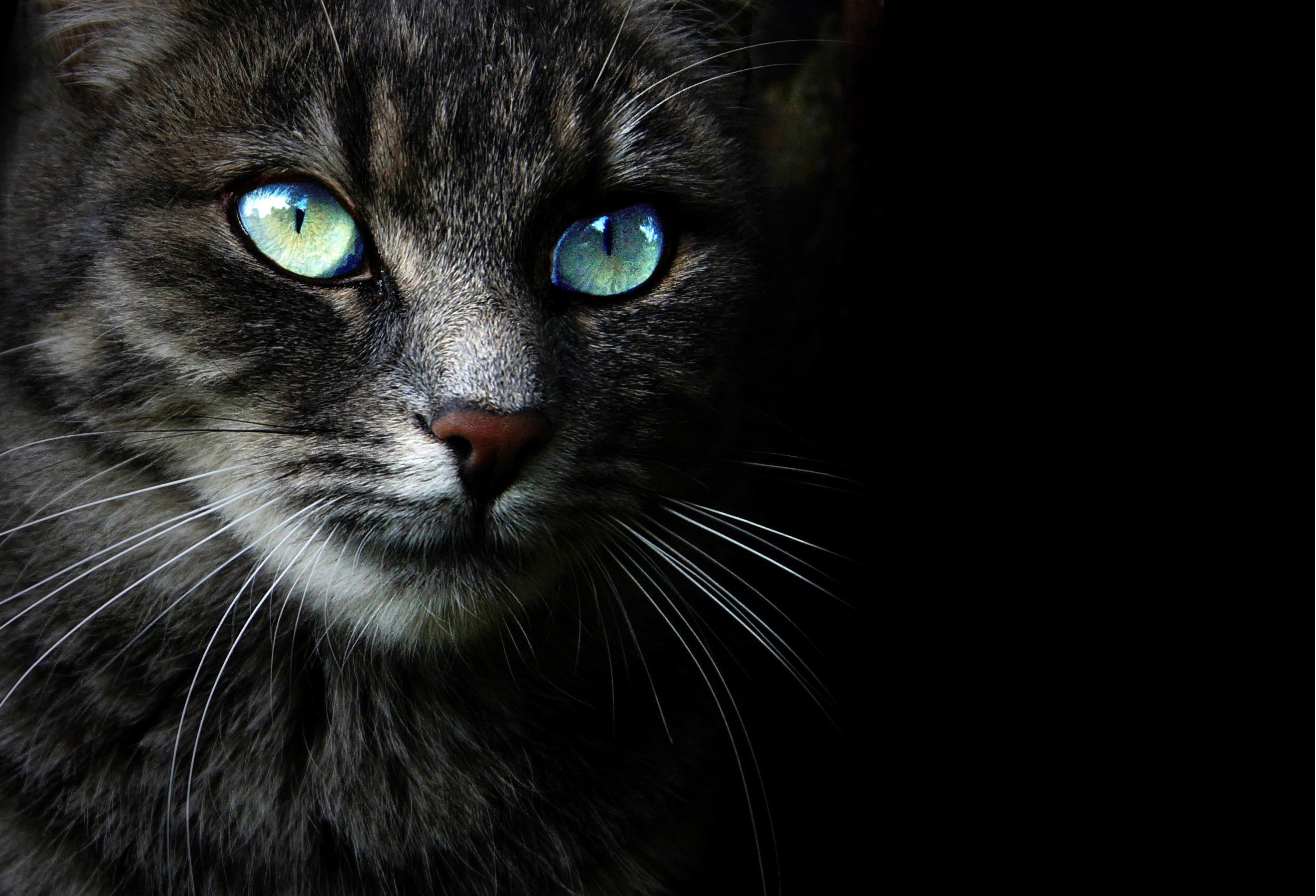 Download Eye Animal Cat HD Wallpaper