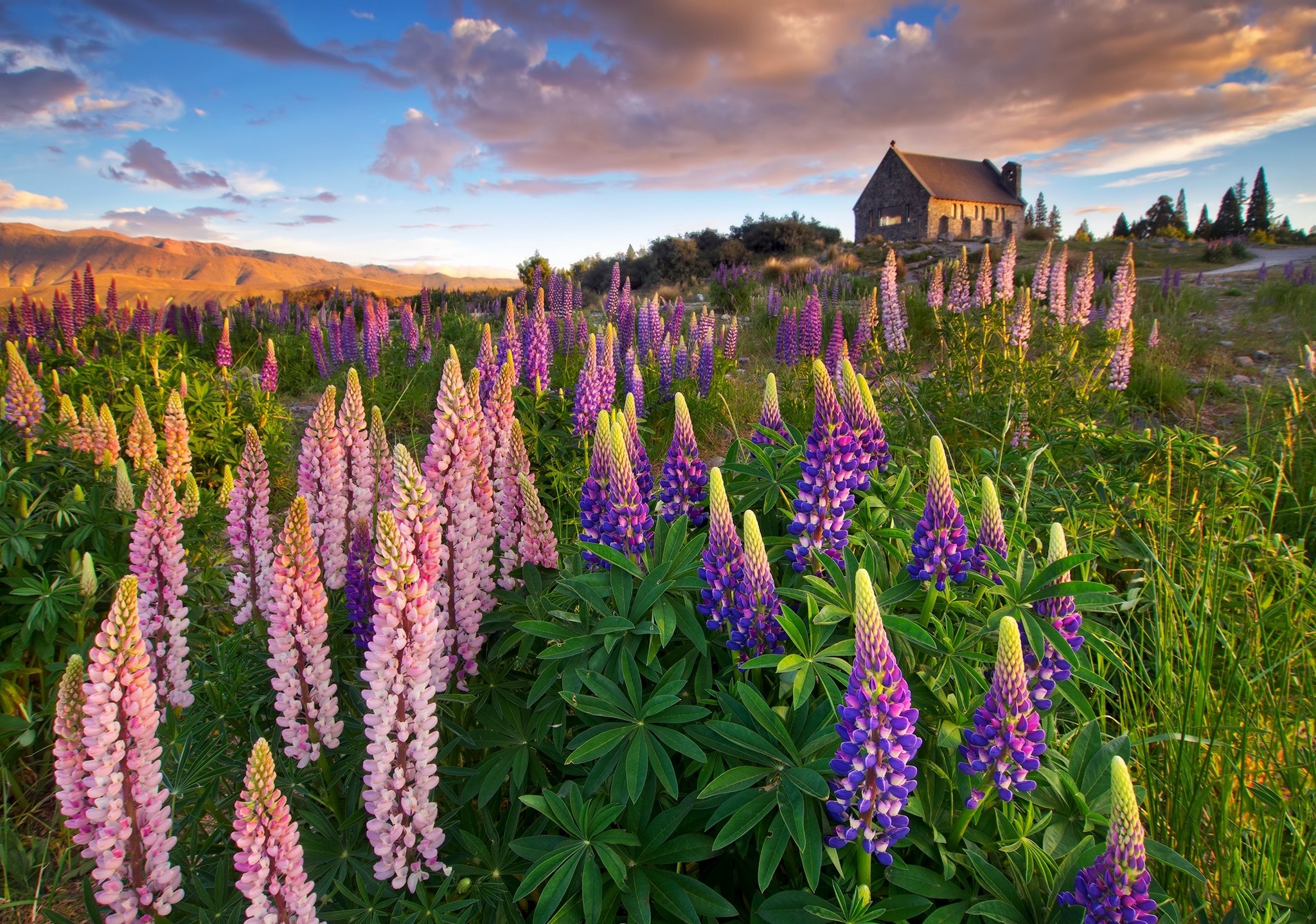 Nature Lupine HD Wallpaper | Background Image