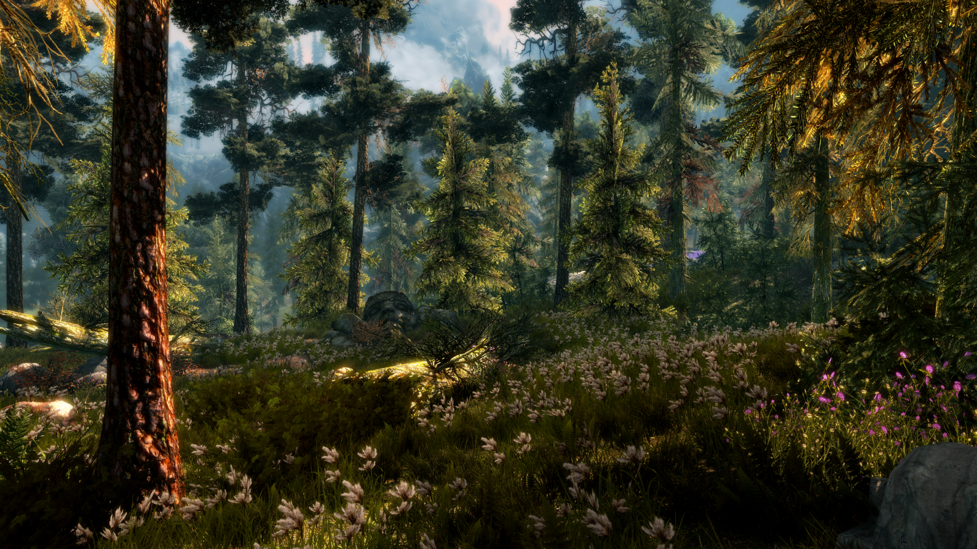 spring forest wallpaper widescreen