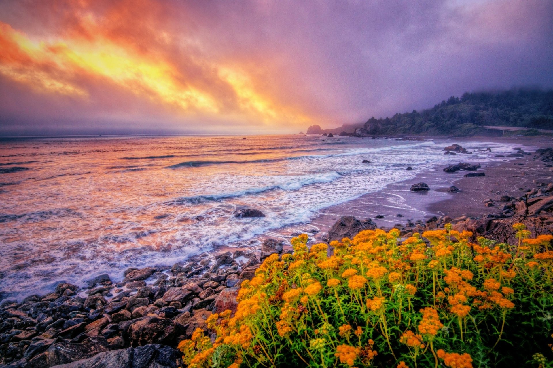 Flowers On The Coast