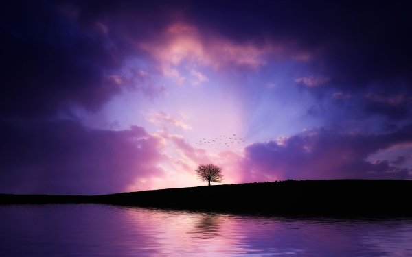 Nature Tree Trees Lonely Tree Sky Colors Cloud Light Bird Purple Sunset Silhouette Lake HD Wallpaper | Background Image