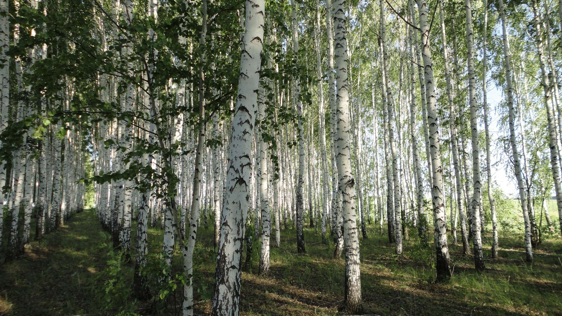 Birch Forest HD Wallpaper | Background Image | 1920x1080  