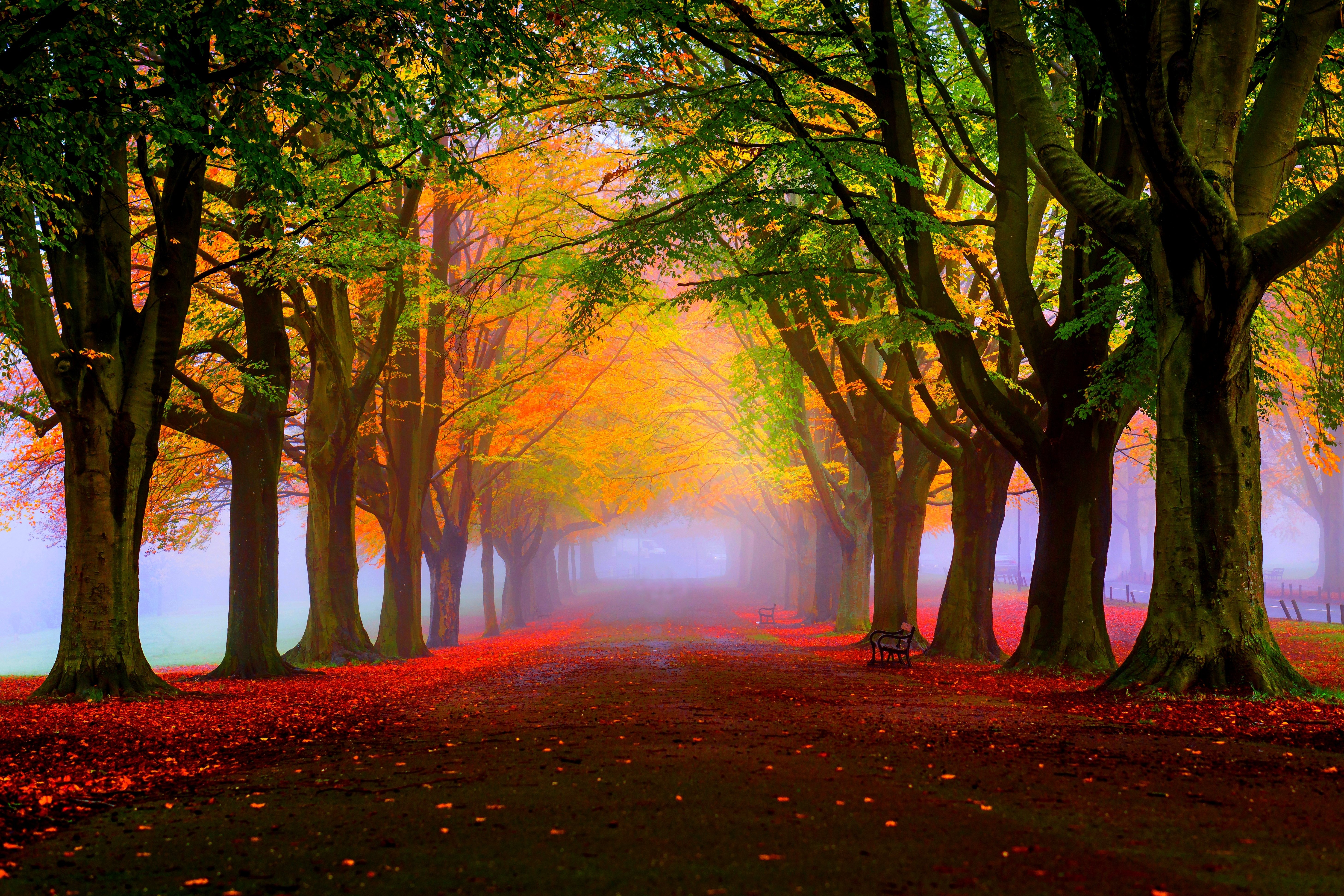 Autumn Trees in the Park 5k Retina Ultra HD Wallpaper ...