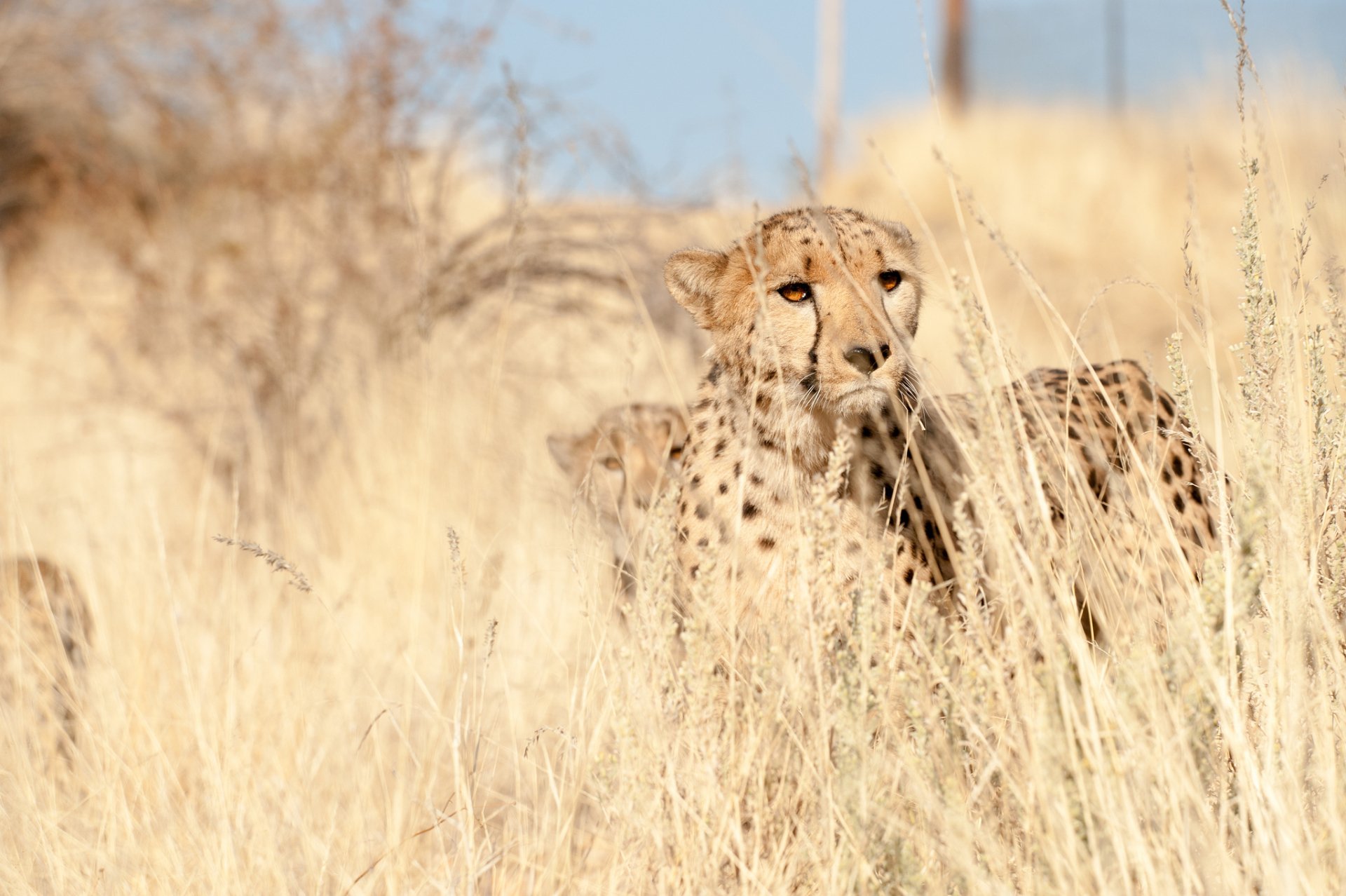 HD PC desktop wallpaper/background of a cheetah crouched in tall savanna grass, alert and scanning the horizon.