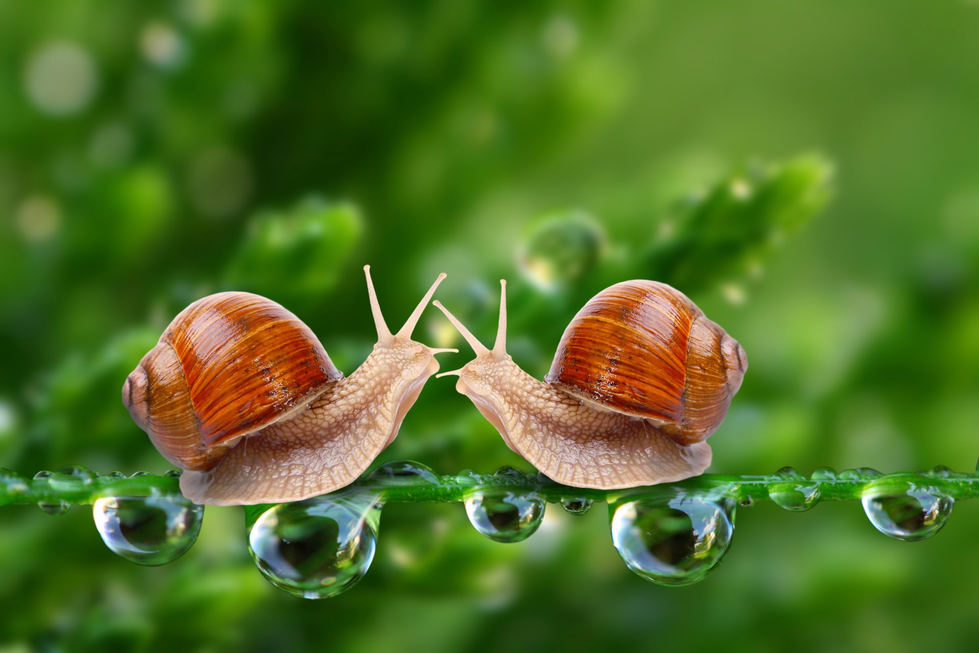 Close-up macro of two snails touching tentacles on a water-covered green stem with bokeh background, captured in stunning 4K Ultra HD detail.