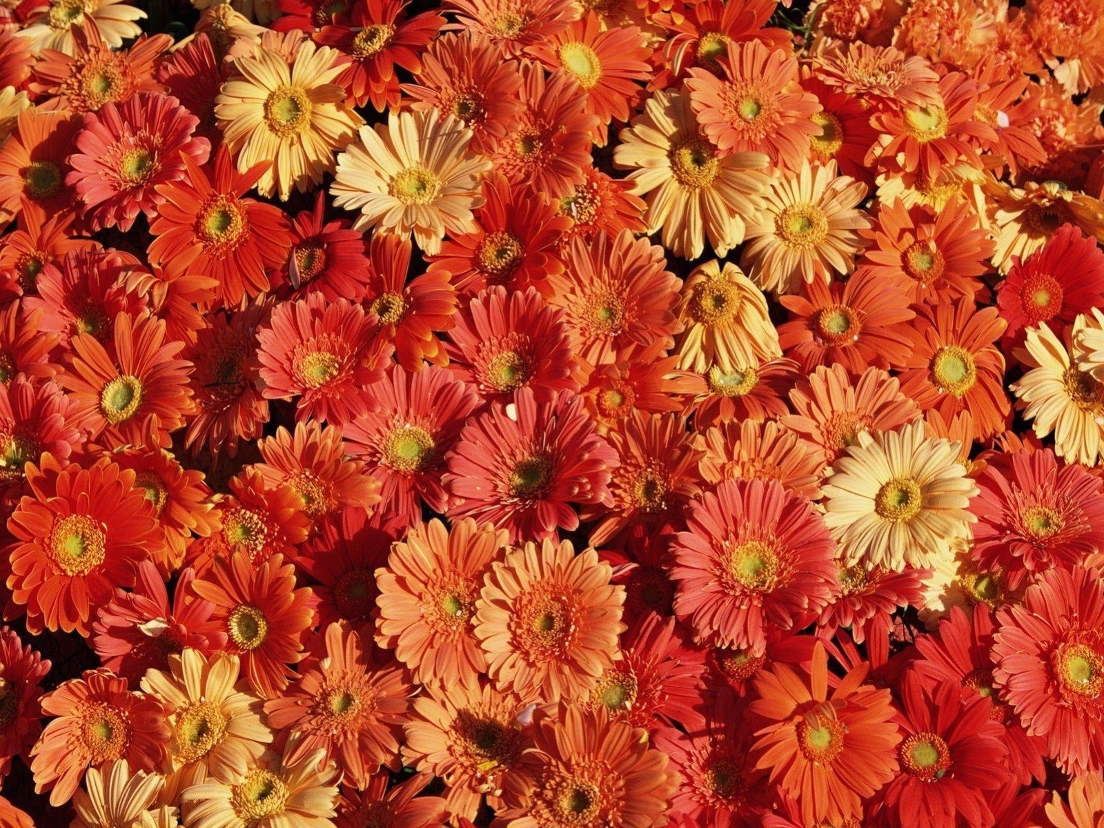 Orange Gerberas