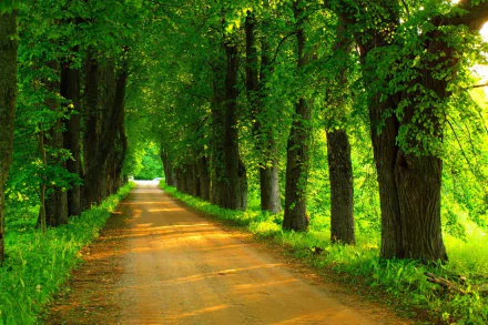 A serene, tree-lined dirt road, shaded by lush green trees, creates a peaceful atmosphere in this vibrant HD wallpaper background.