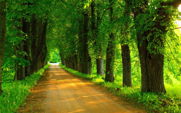 A serene, tree-lined dirt road, shaded by lush green trees, creates a peaceful atmosphere in this vibrant HD wallpaper background.