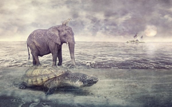 Fantasy Animal Fantasy Animals Turtle Elephant Sea Meerkat HD Wallpaper | Background Image