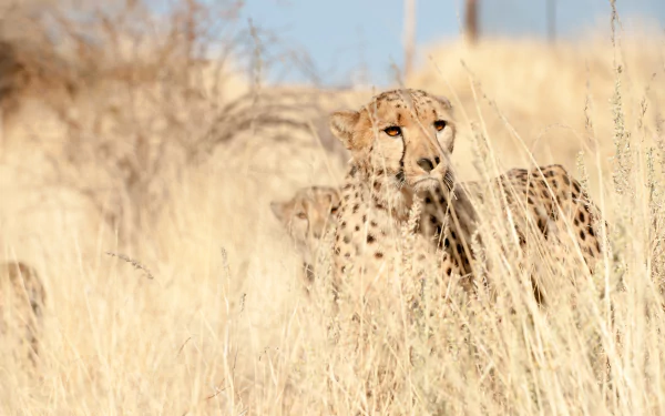 savanna Animal cheetah HD Desktop Wallpaper | Background Image