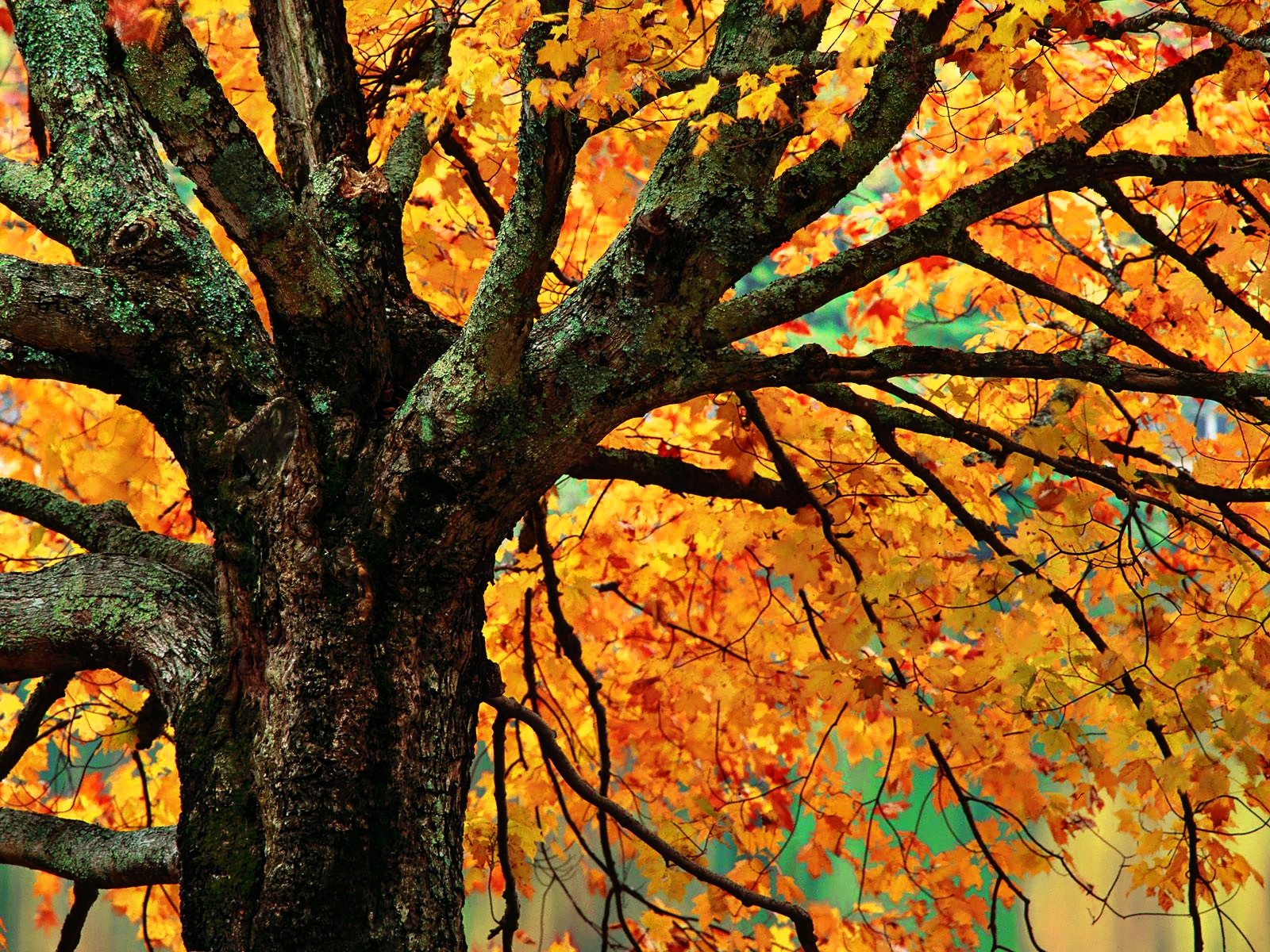 Autumn Tree Canopy Wallpaper and Background Image | 1600x1200 | ID