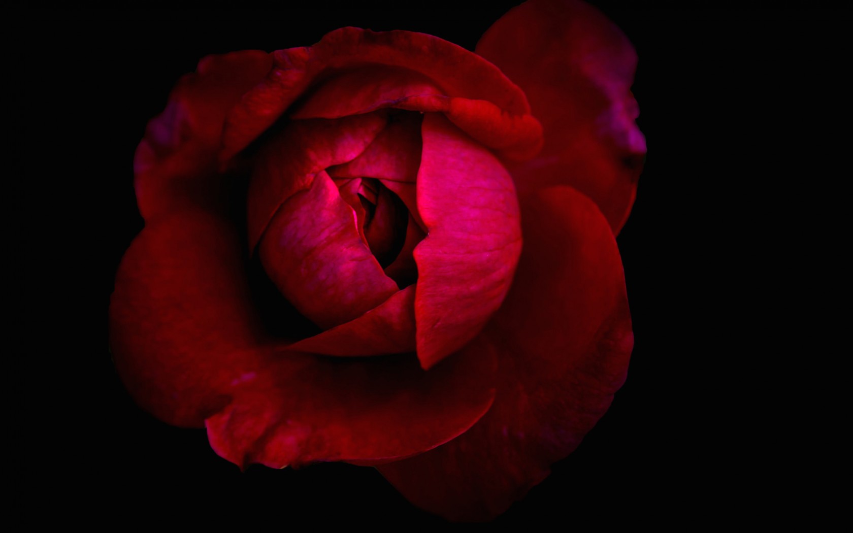Download Red Flower Rosebud Close-up Red Rose Flower Nature Rose Wallpaper