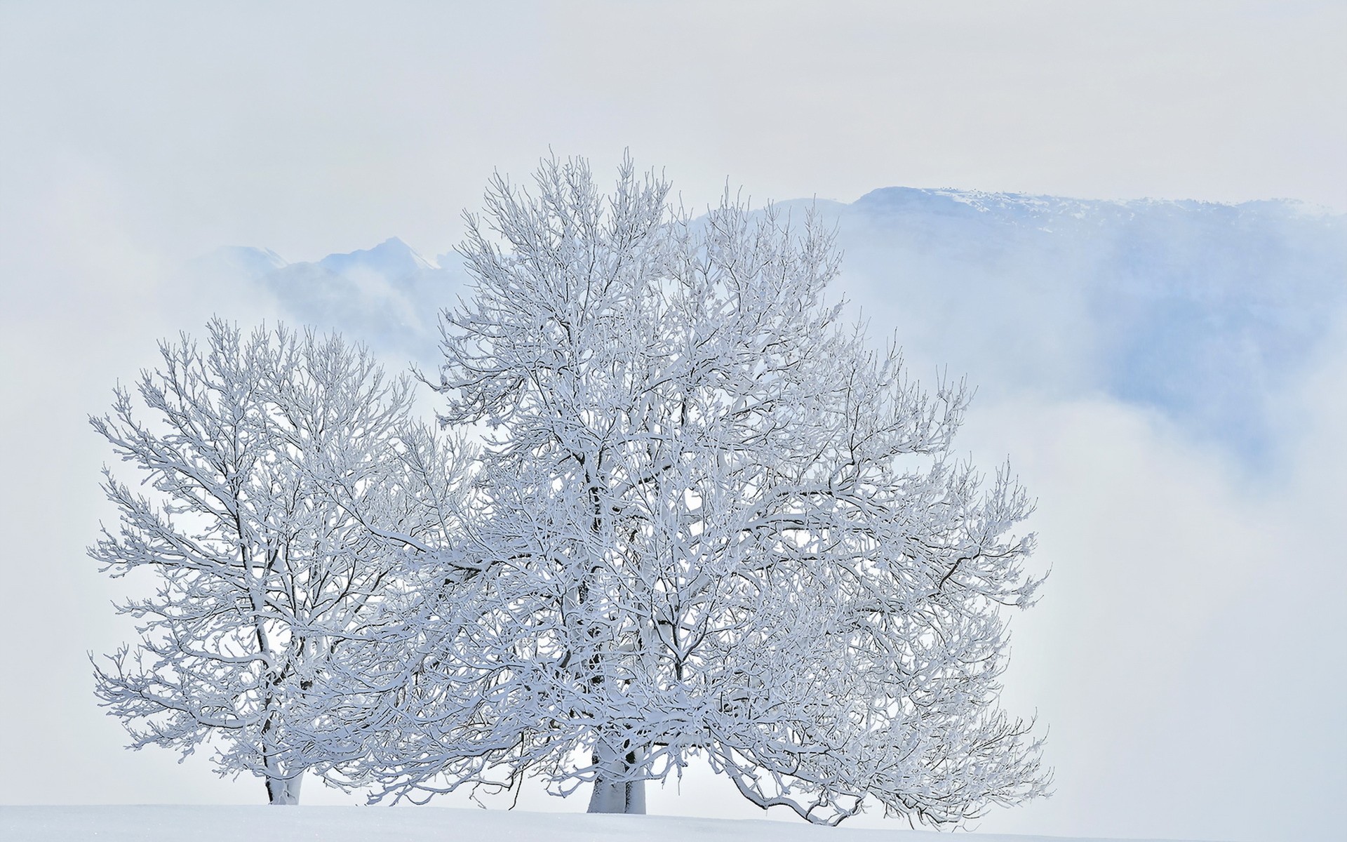Download White Snow Tree Nature Winter HD Wallpaper