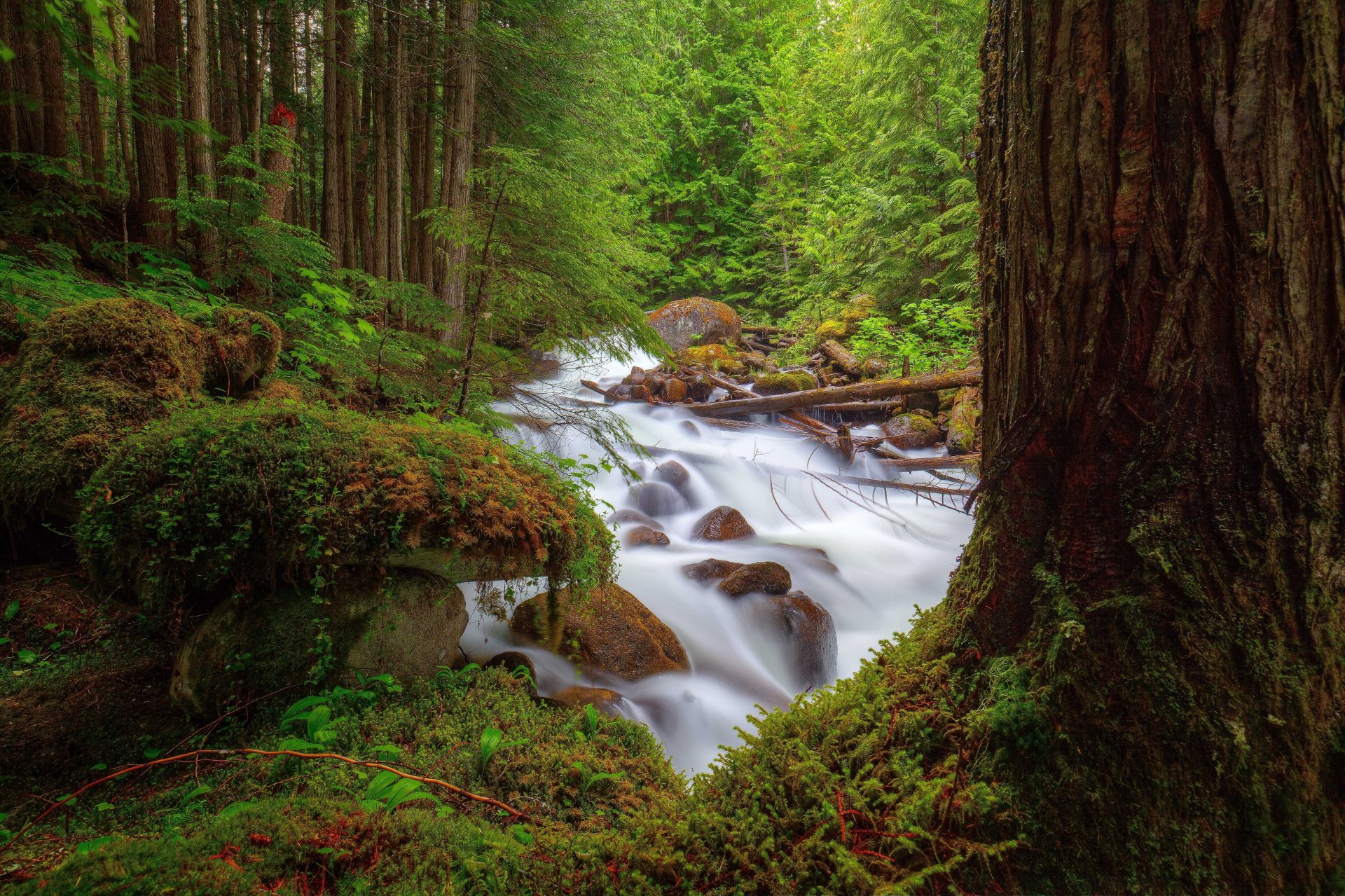 Download River Tree Green Forest Nature Waterfall 4k Ultra HD Wallpaper ...