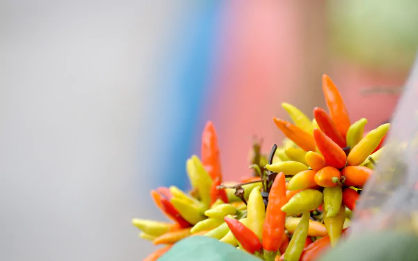 colorful colors food chili HD Desktop Wallpaper | Background Image
