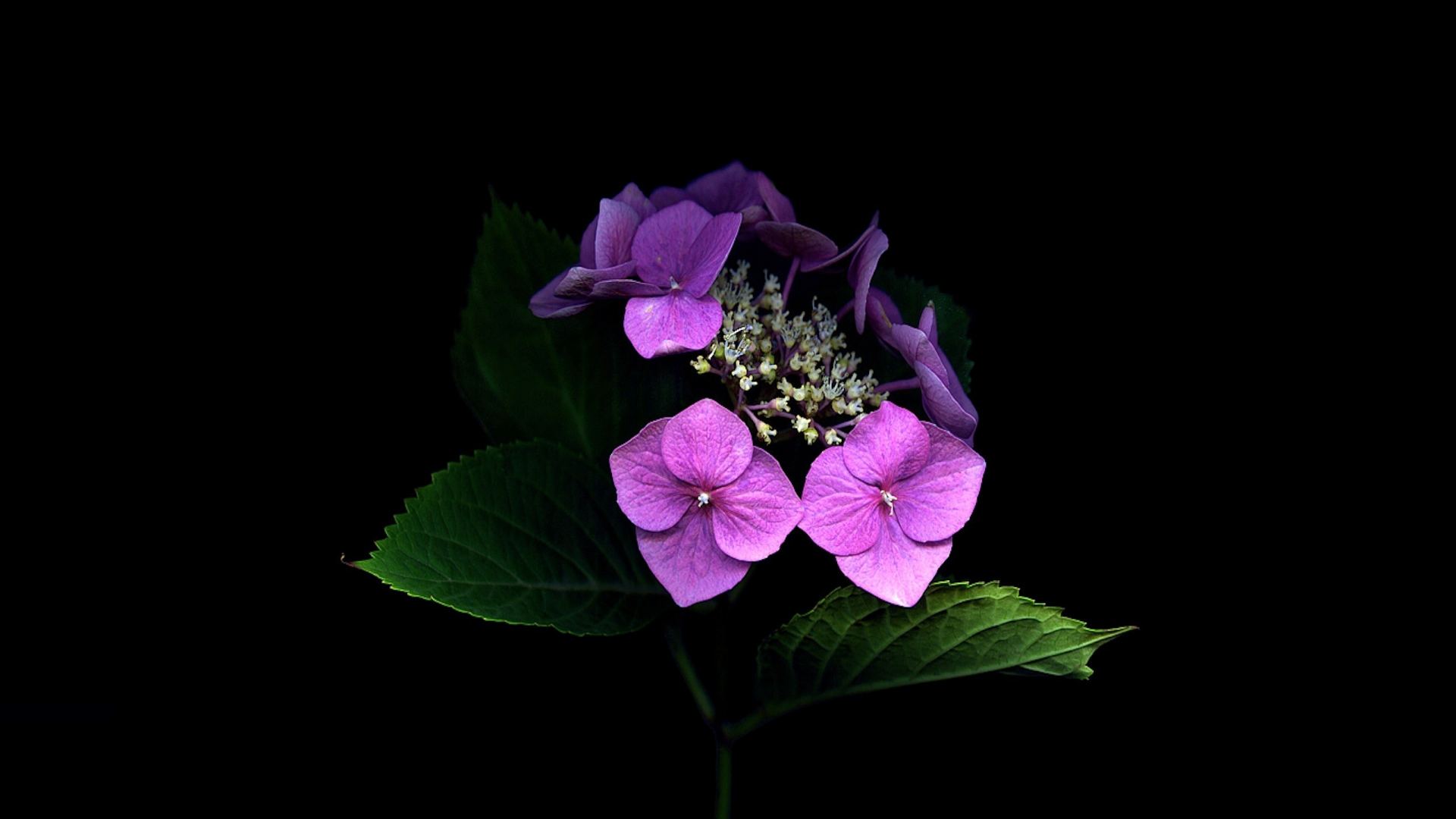 Download Purple Flower Leaf Close-up Flower Nature Hydrangea HD Wallpaper