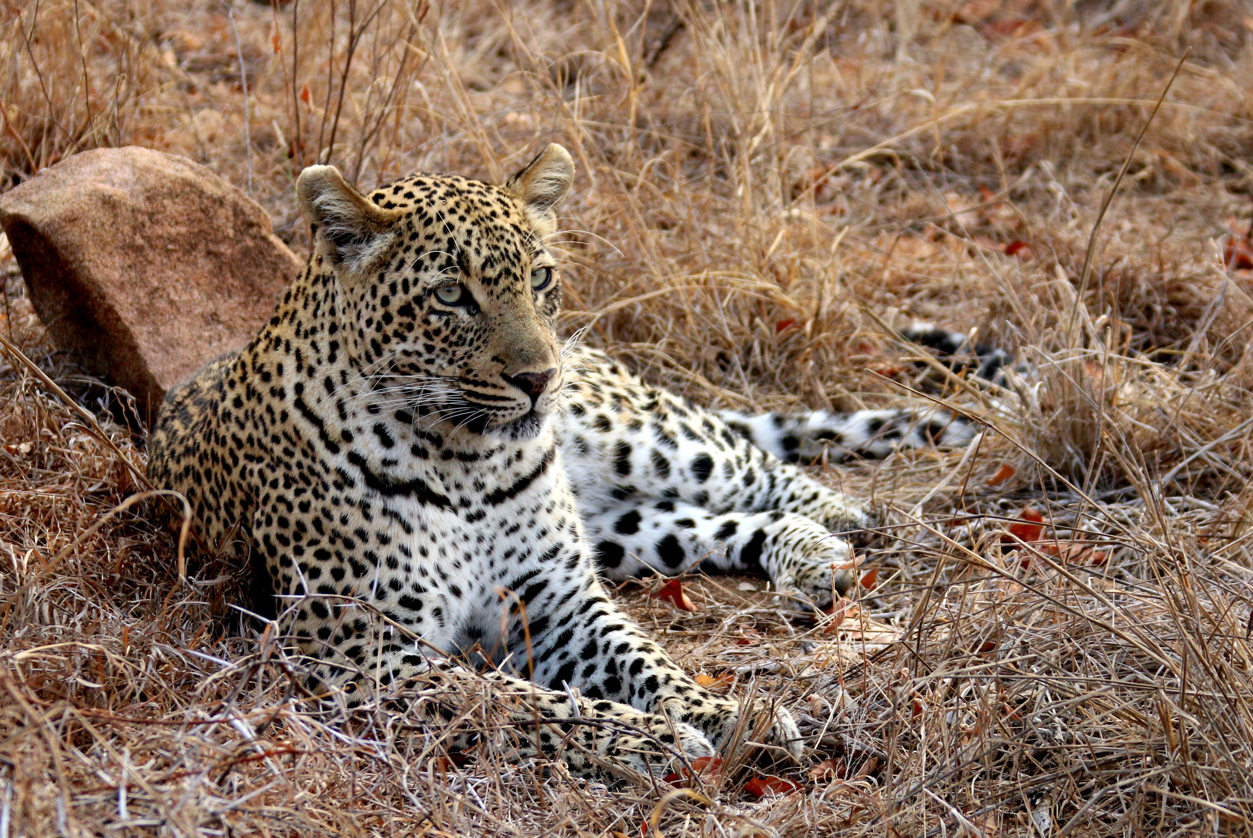 Leopard relaxing in Africa by WiseTraveller