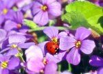 Preview Insects