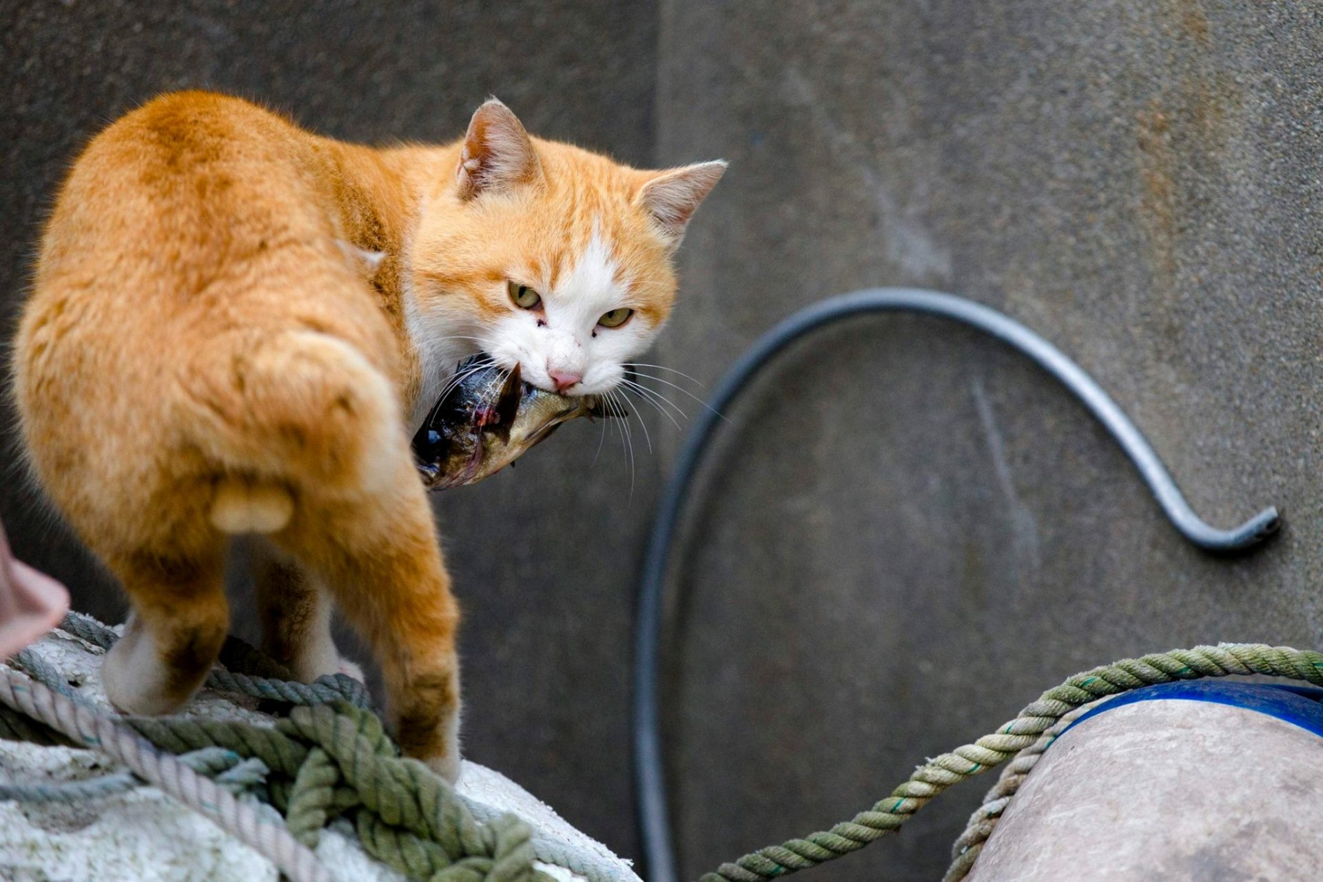 Japan's “cat island” Aoshima is being overwhelmed by tourists