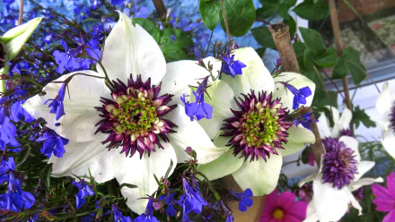  Passion Flowers