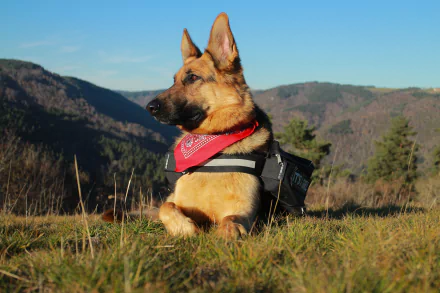 A German Shepherd dog wearing a red bandana rests in the lush countryside, surrounded by hills and clear blue skies, captured in stunning 4K Ultra HD.