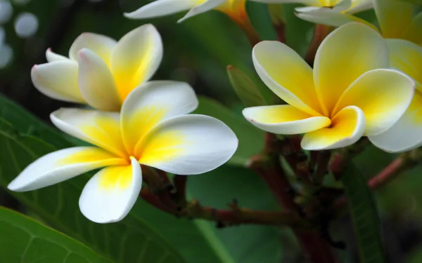 Close-up of white and yellow plumeria (frangipani) flowers against green leaves, captured in high definition as a nature-themed PC desktop wallpaper.