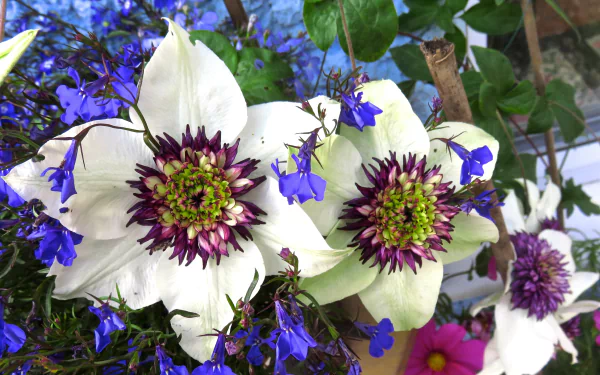 Close-up of a white passion flower surrounded by small blue blossoms, captured in vibrant detail as a 4K Ultra HD PC desktop wallpaper and background.