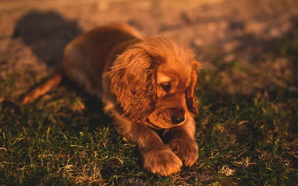Close-up of a brown cocker spaniel puppy resting on grass, captured in warm natural light, featured as a 4K Ultra HD PC desktop wallpaper.