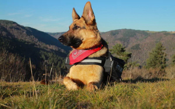 A German Shepherd dog wearing a red bandana rests in the lush countryside, surrounded by hills and clear blue skies, captured in stunning 4K Ultra HD.