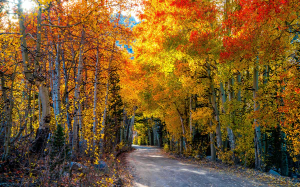  Autumn Road