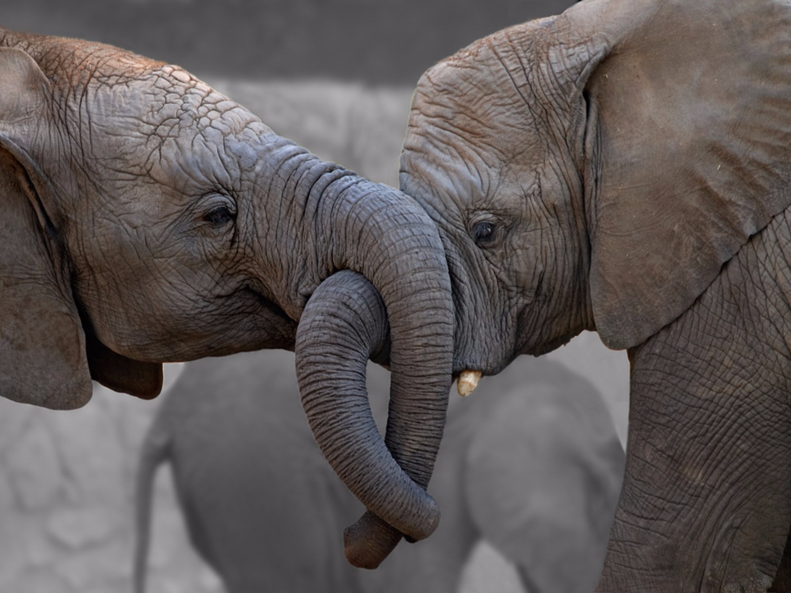 Слоник старую версию. Смешной слон. Смешные слоны. Фото слонов. Смешной Слоник.