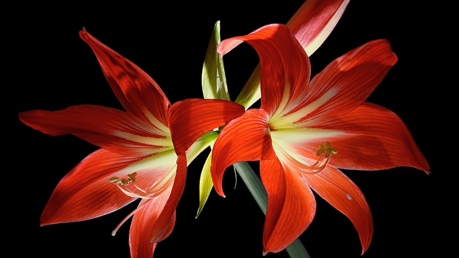 Download Red Flower Closeup Flower Nature Lily HD Wallpaper