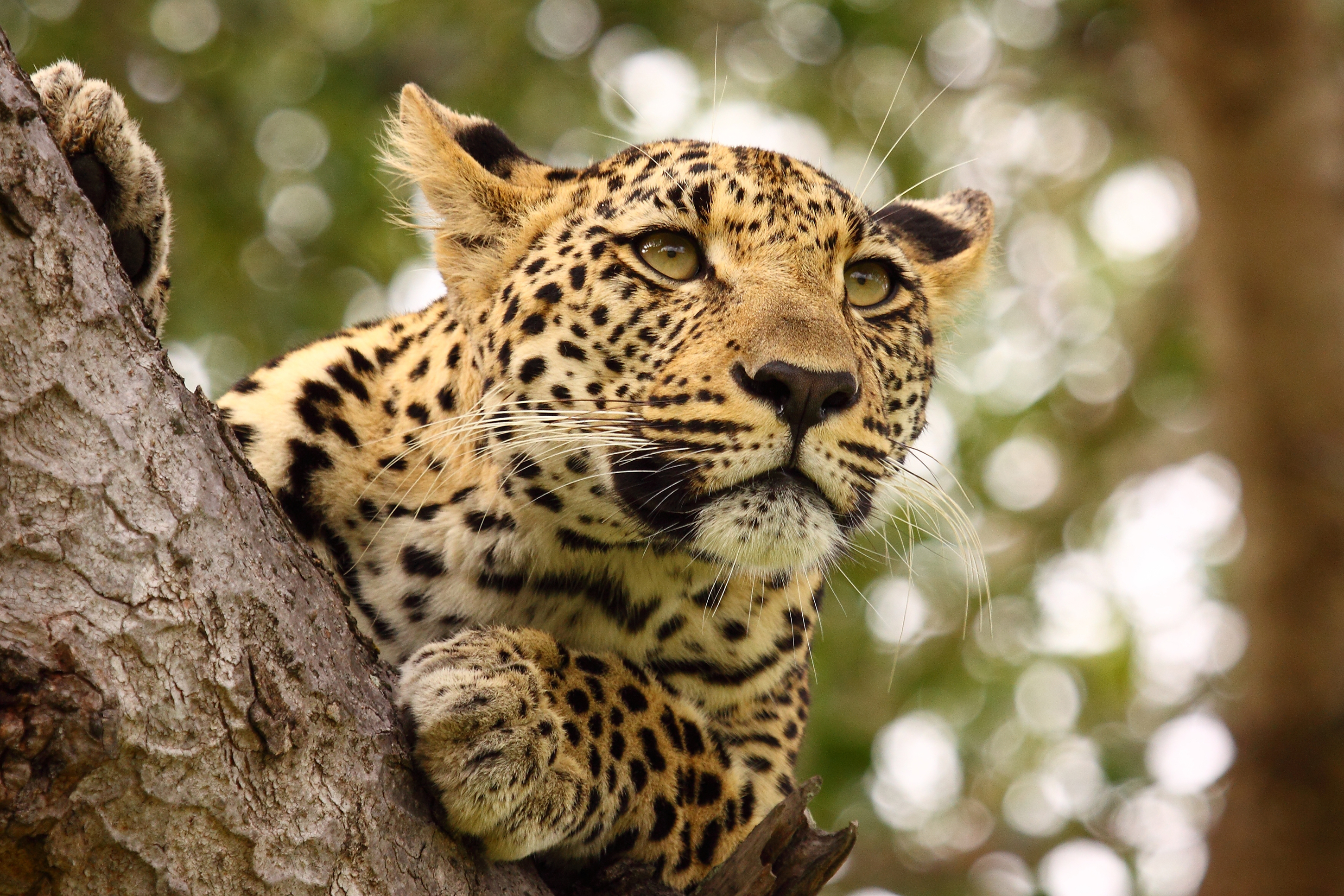 jaguar in a tree