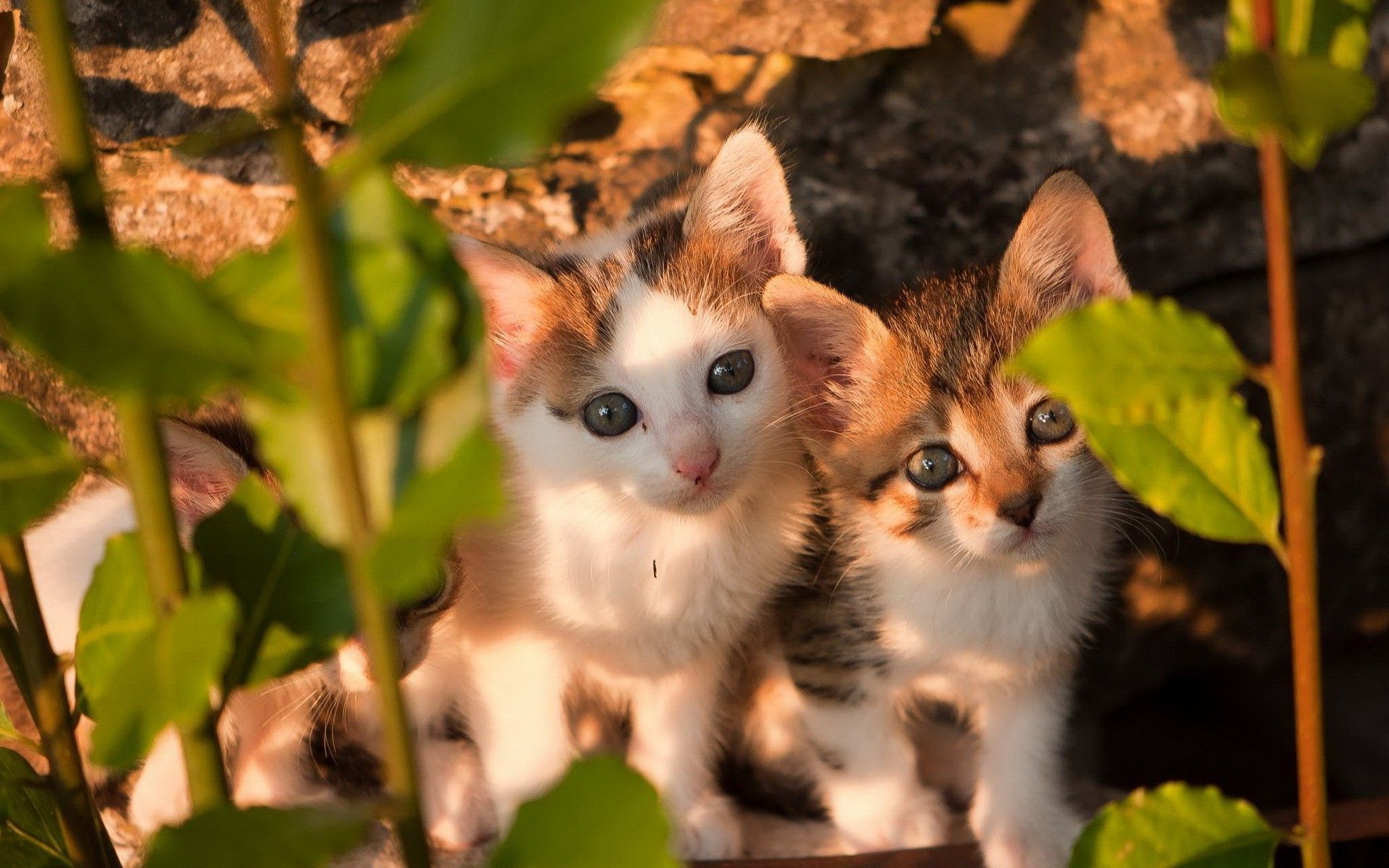 Two Kittens